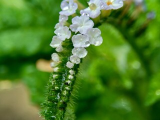 Heliotropium indicum (Sangketan, buntut tikus, Indian heliotrope, Indian Turnsole, Heliophytum...