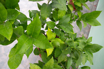 green leaves of a lemon tree