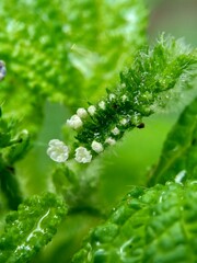 Heliotropium indicum (Sangketan, buntut tikus, Indian heliotrope, Indian Turnsole, Heliophytum indicum, Heliotropium parviflorum, Tiaridium indicum) with a natural background