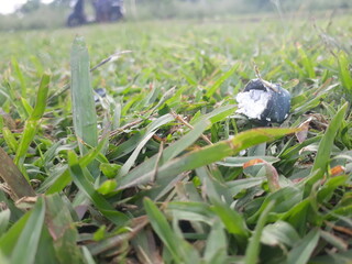 Garbage box on grass