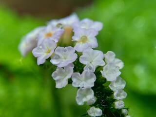 Heliotropium indicum (Sangketan, buntut tikus, Indian heliotrope, Indian Turnsole, Heliophytum indicum, Heliotropium parviflorum, Tiaridium indicum) with a natural background