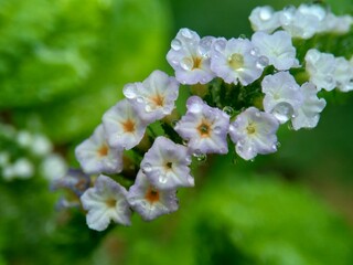 Heliotropium indicum (Sangketan, buntut tikus, Indian heliotrope, Indian Turnsole, Heliophytum indicum, Heliotropium parviflorum, Tiaridium indicum) with a natural background