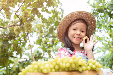 A cute girl wearing a plaid hat and shirt, harvested grapes, put them in a wooden box to sell. The child picked up grapes to taste. Asian children work hard to help the family business.