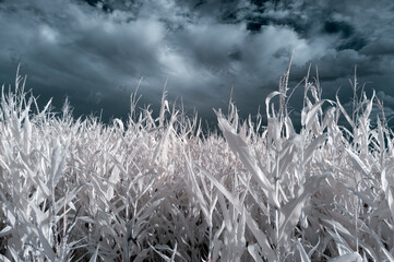 Surreal infrared scene on a corn field. Brno, Czech Republic