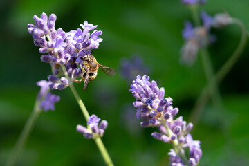 Honeybee feeding on a single stem of english lavender with a natural green background