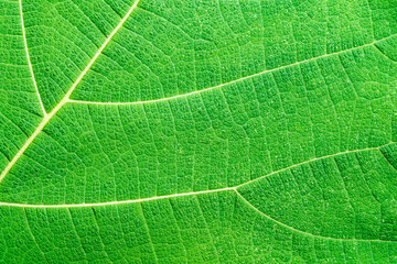 Closeup abstract texture of green leaf. Macro photo of green leaf as background.