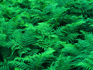 Ferns in the forest. Beautiful ferns leaves green foliage. Close up of beautiful growing ferns in...