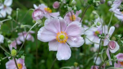 Close up of an anemone in the garden