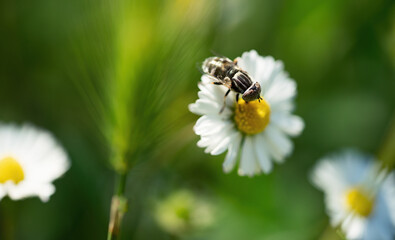 Insect collecting pollen from white daisy flower with sunset light.