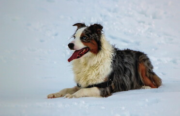 Peaceful australian shepherd dog in the snow by winter