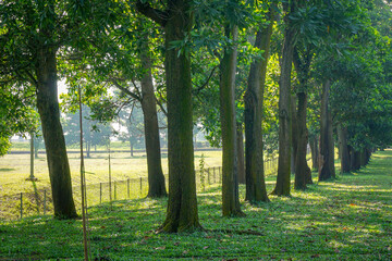Fototapeta premium A row of trees in the forest with green grass in the morning 