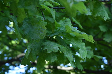 Obraz premium English oak tree is inffected by powdery mildew sick leafs