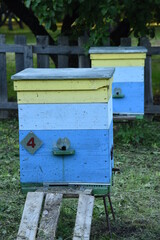 Wooden bee houses and honey production hive boxes on the summer apiary with wooden fence and trees on background