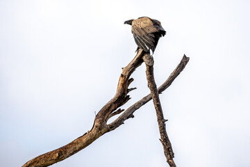 A vulture sitting on a branch in Kruger National Park (South Africa).