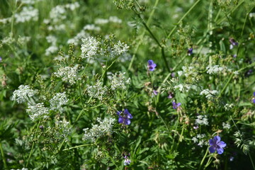 Wildlife perenial white and blue flowers and grasses in countryside blooming meadow with blue sky and some trees