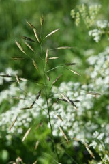 Wildlife perenial white and blue flowers and grasses in countryside blooming meadow with blue sky and some trees
