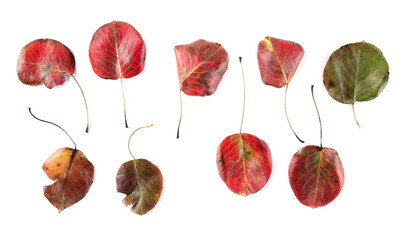 Red pear tree leaves in autumn set and collection isolated on white background, top view