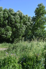 Summer wind or windy weather in the crown of trees or wind blow in treetops forest