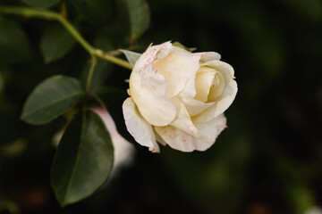 beautiful white rose on a dark green background of leaves in a summer garden close-up