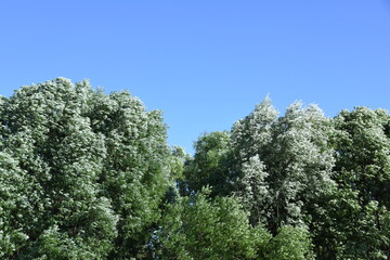 Summer wind or windy weather in the crown of trees or wind blow in treetops forest