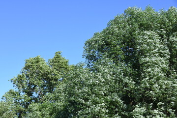 Summer wind or windy weather in the crown of trees or wind blow in treetops forest