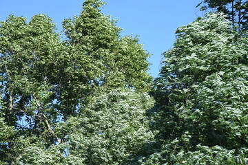 Summer wind or windy weather in the crown of trees or wind blow in treetops forest