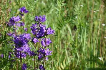Blue flower bells blooming in wildlife countryside meadow