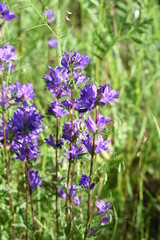 Blue flower bells blooming in wildlife countryside meadow