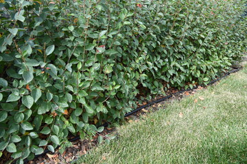 Bushes hedge with drop irrigation system and mulching