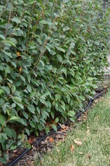 Bushes hedge with drop irrigation system and mulching