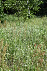 Middle summer wild field with blooming herbs and grasses and trees on background in sunny day