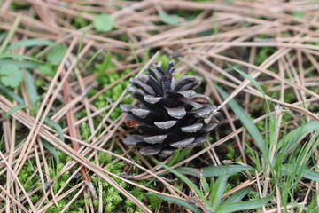 落ちたまつぼっくり