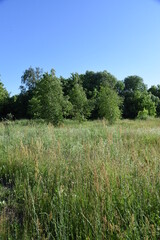 Fototapeta premium Middle summer wild field with blooming herbs and grasses and trees on background in sunny day