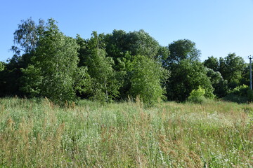 Middle summer wild field with blooming herbs and grasses and trees on background in sunny day