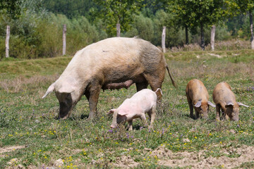 Big sow with three pigs in a meadow