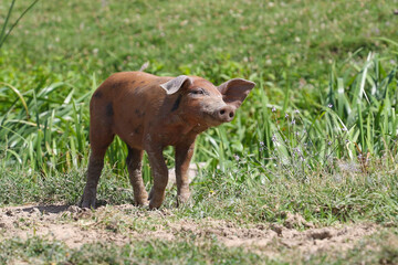 Fototapeta premium Curious cute brown small pig in the meadow
