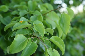 Problem pathology with garden pear tree rust fungi on leafs