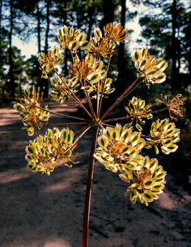 Thapsia villosa L. en primavera. Madrid. Espa&ntilde;a. Europa.