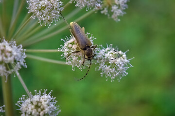 Green beetle on white wildflowers in the forest.