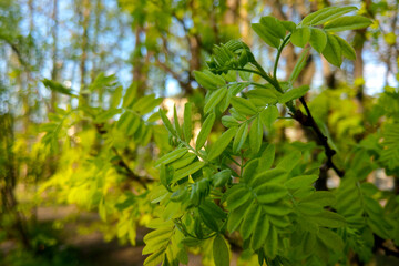 Beautiful green branch of a tree on a sunny day. Selective focus.