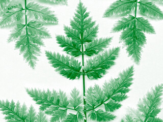 Green leaves of forest grass. Large leaves of a grass wild plant on a white background close-up. Decorative ornament