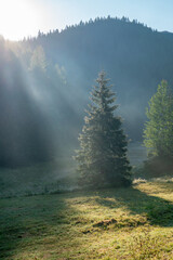 Sunrise light pole on the conifer lonely tree during summer morning in the Tatra mountains in Poland