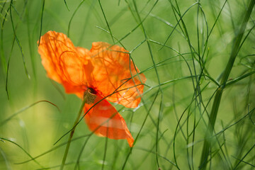Detail of flower of red poppy in bright sun,