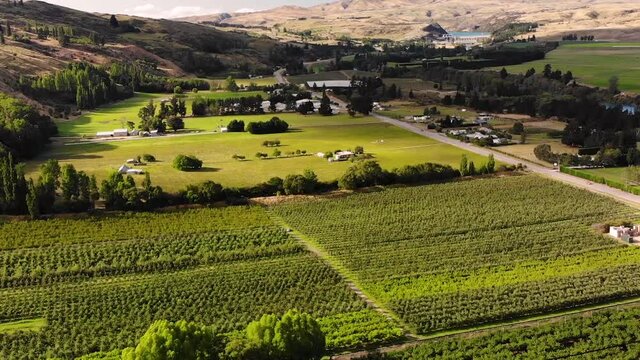 Beautiful Landscape Scenery Of Lush Cherry Trees In The Orchard Near Roxburgh Village In Central Otago, New Zealand After Harvest Season - aerial drone