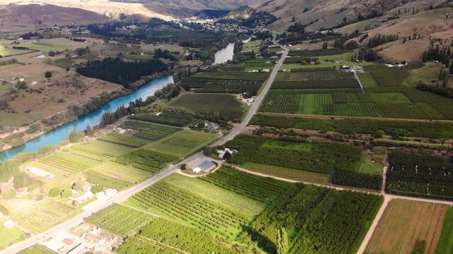 Morning Sunlight Over The Vast Green Cherry Orchard After Harvesting Near Roxburgh In Central Otago, New Zealand - aerial drone