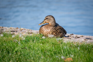 Duck sitting on a green grass near the water. Portrait of female wild duck resting on the lake coast