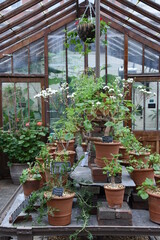 Entourage of botanical garden glass greenhouse with plants pots and garden stuff plant exposure