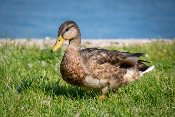 Duck sitting on a green grass near the water. Portrait of female wild duck resting on the lake coast