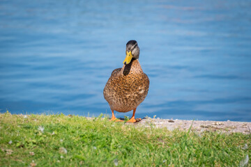 Duck on a green grass near the water. Portrait of female wild duck resting on the lake coast