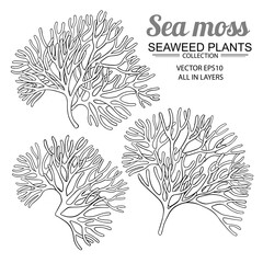 sea moss set